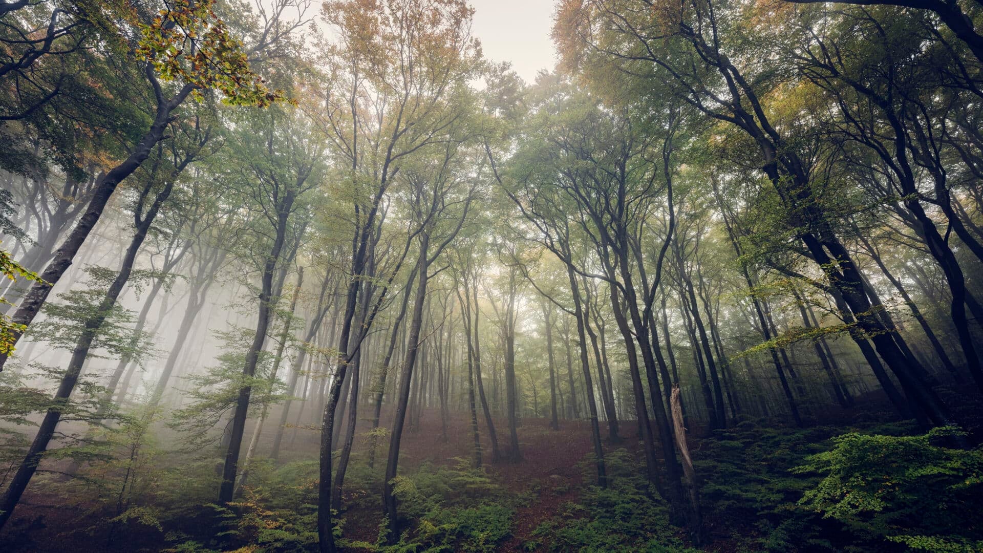 Nature Restoration Law